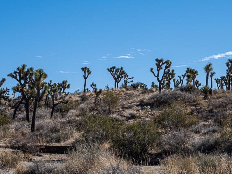 Joshua Tree